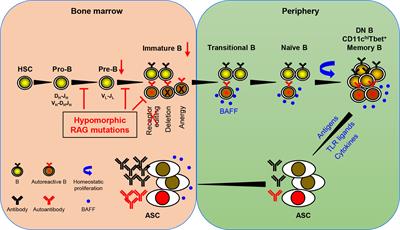 Editorial: Mechanisms of dysregulated antibody responses in inborn errors of immunity